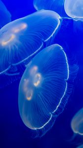 Превью обои ушастая аурелия, медуза, дикая природа, подводный мир, темный