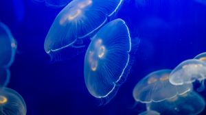 Превью обои ушастая аурелия, медуза, дикая природа, подводный мир, темный