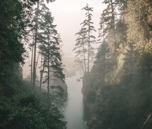 Превью обои ущелье, река, туман, скалы, деревья