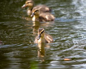 Превью обои утенок, утка, птица, вода, река