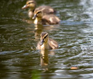 Превью обои утенок, утка, птица, вода, река