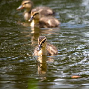 Превью обои утенок, утка, птица, вода, река