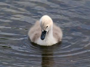 Превью обои утенок, вода, клюв, забавный