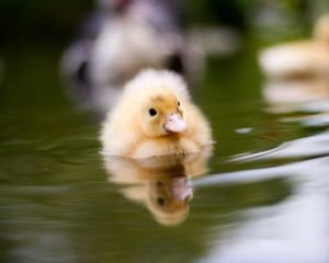 Превью обои утенок, вода, плавать, малыш