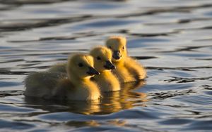 Превью обои утята, плавать, вода, детеныши