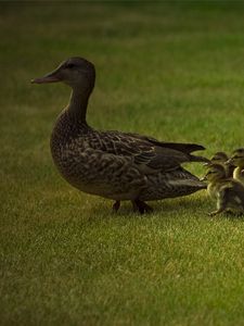 Превью обои утка, детеныши, утята, трава, прогулка, семья, забота