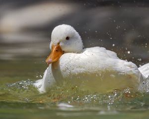 Превью обои утка, клюв, птица, вода, брызги