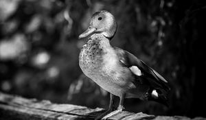 Превью обои утка, клюв, птица, черно-белый