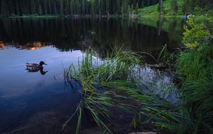 Превью обои утка, озеро, лес, горы, камень, пейзаж