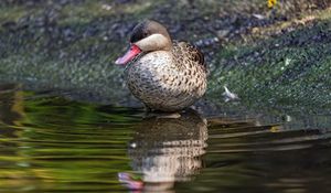 Превью обои утка, пруд, вода, отражение, птица