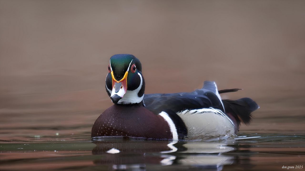 Обои утка, птица, клюв, вода, пруд