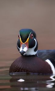 Превью обои утка, птица, клюв, вода, пруд