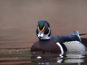 Превью обои утка, птица, клюв, вода, пруд