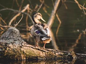 Превью обои утка, птица, вода, берег