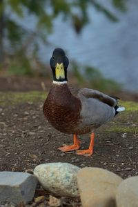 Превью обои утка, птица, забавный, клюв