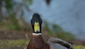 Превью обои утка, птица, забавный, клюв