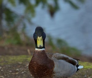 Превью обои утка, птица, забавный, клюв