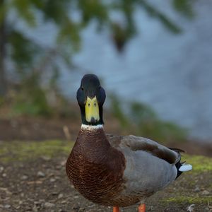 Превью обои утка, птица, забавный, клюв