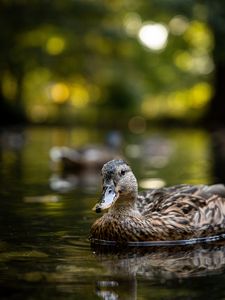 Превью обои утка, птицы, озеро, вода