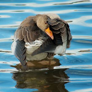 Превью обои утка, река, вода, круги, чистка