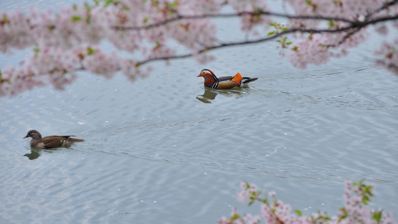 Обои утка-мандаринка, плавать, вода, деревья, цветы
