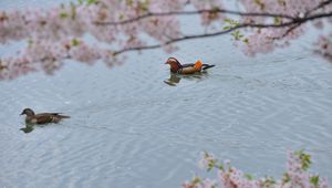 Превью обои утка-мандаринка, плавать, вода, деревья, цветы