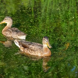 Превью обои утки, птицы, пруд, отражение