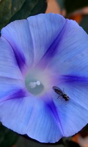 Превью обои утренняя слава, ipomoea violacea, цветок, насекомое