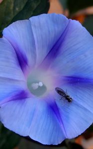 Превью обои утренняя слава, ipomoea violacea, цветок, насекомое