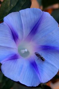 Превью обои утренняя слава, ipomoea violacea, цветок, насекомое