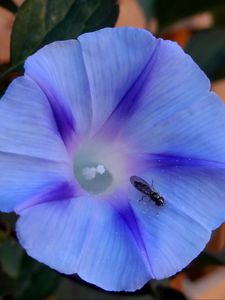 Превью обои утренняя слава, ipomoea violacea, цветок, насекомое