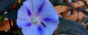 Превью обои утренняя слава, ipomoea violacea, цветок, насекомое