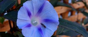 Превью обои утренняя слава, ipomoea violacea, цветок, насекомое