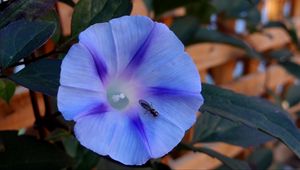 Превью обои утренняя слава, ipomoea violacea, цветок, насекомое