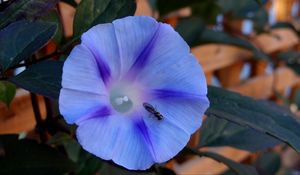 Превью обои утренняя слава, ipomoea violacea, цветок, насекомое