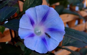 Превью обои утренняя слава, ipomoea violacea, цветок, насекомое