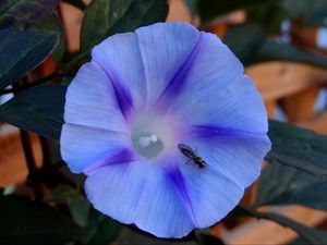 Превью обои утренняя слава, ipomoea violacea, цветок, насекомое