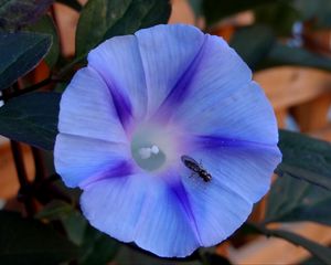 Превью обои утренняя слава, ipomoea violacea, цветок, насекомое