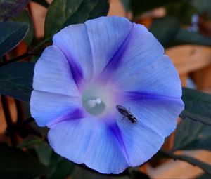 Превью обои утренняя слава, ipomoea violacea, цветок, насекомое