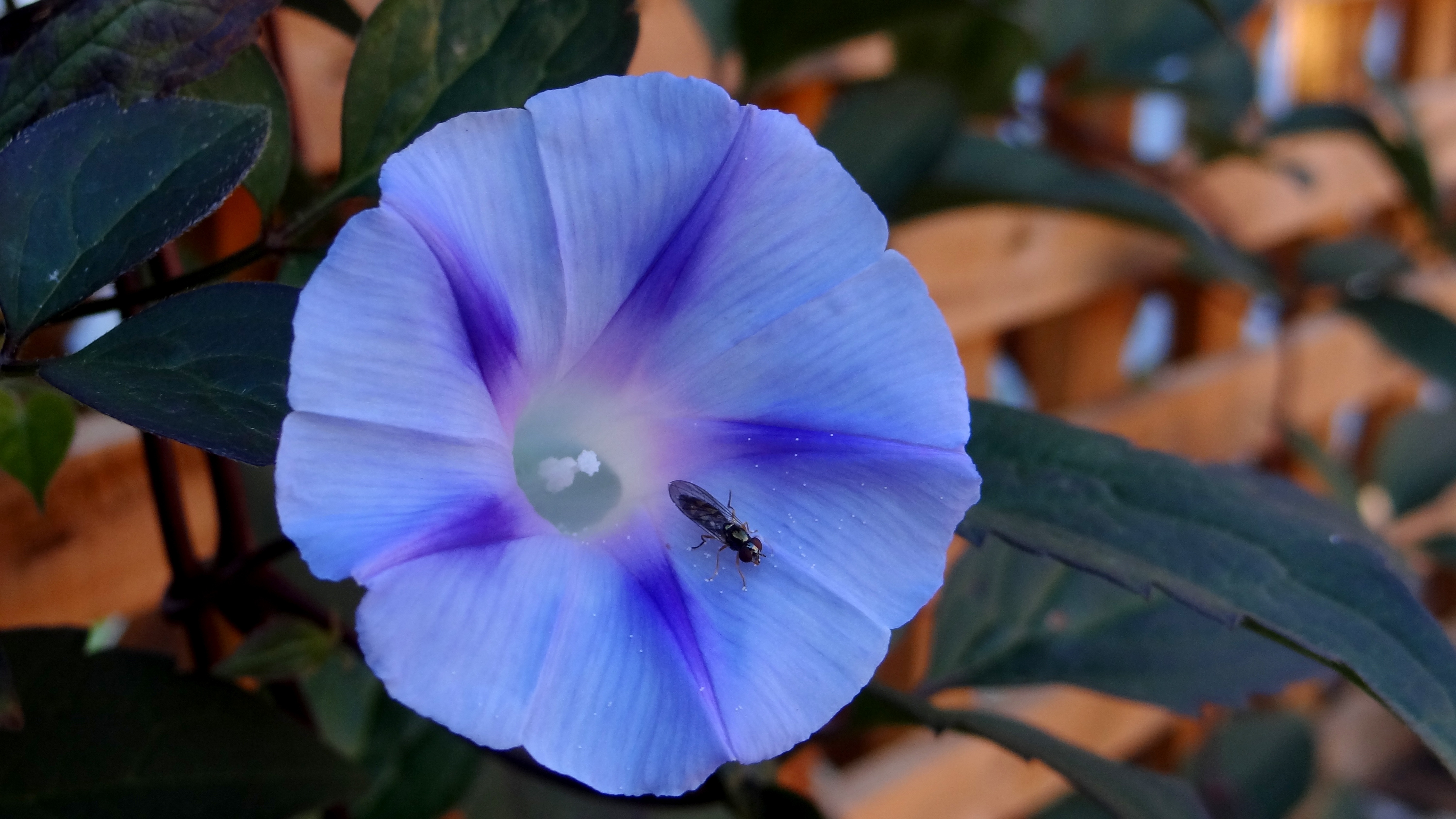 Слава цветов. Ипомея Виоласея. Ипомея Шантеклер. Ipomoea violacea растение. Ипомея леди Гамильтон.