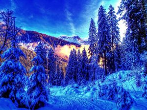 Превью обои утро, лес, деревья, краски, цвета, пробуждение, зима, свет