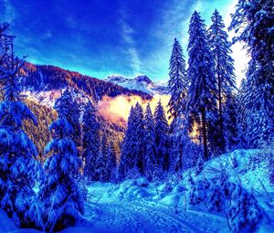 Превью обои утро, лес, деревья, краски, цвета, пробуждение, зима, свет