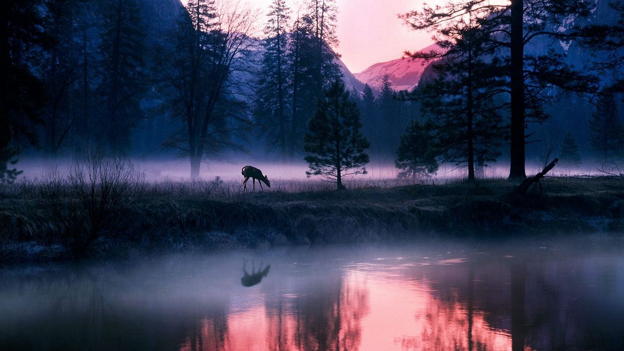 Обои утро, лось, туман, озеро, деревья