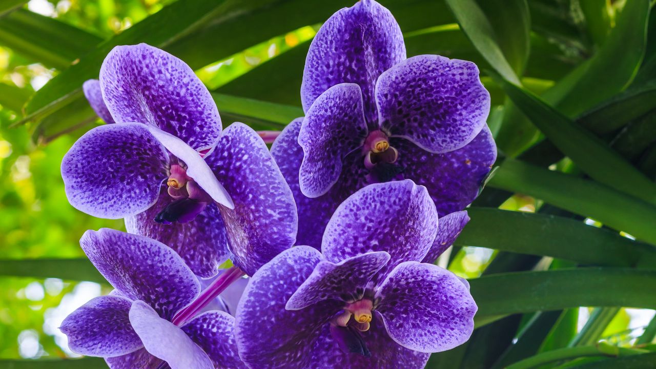 Обои ванда голубая, орхидея, цветы, лепестки, фиолетовый