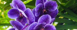 Превью обои ванда голубая, орхидея, цветы, лепестки, фиолетовый