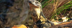 Превью обои варан, ящерица, рептилия, дикая природа