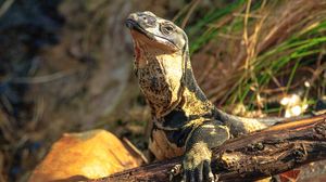 Превью обои варан, ящерица, рептилия, дикая природа