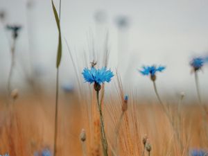 Превью обои василек, полевые цветы, колосья, цветы, поле