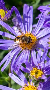 Превью обои васильки, цветы, пчела, лепестки, макро, фиолетовый