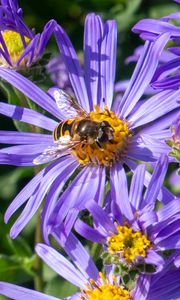 Превью обои васильки, цветы, пчела, лепестки, макро, фиолетовый